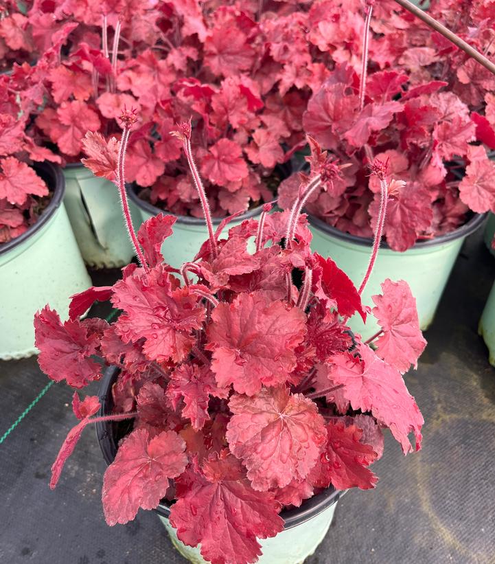 Heuchera Northern Exposure™ Red