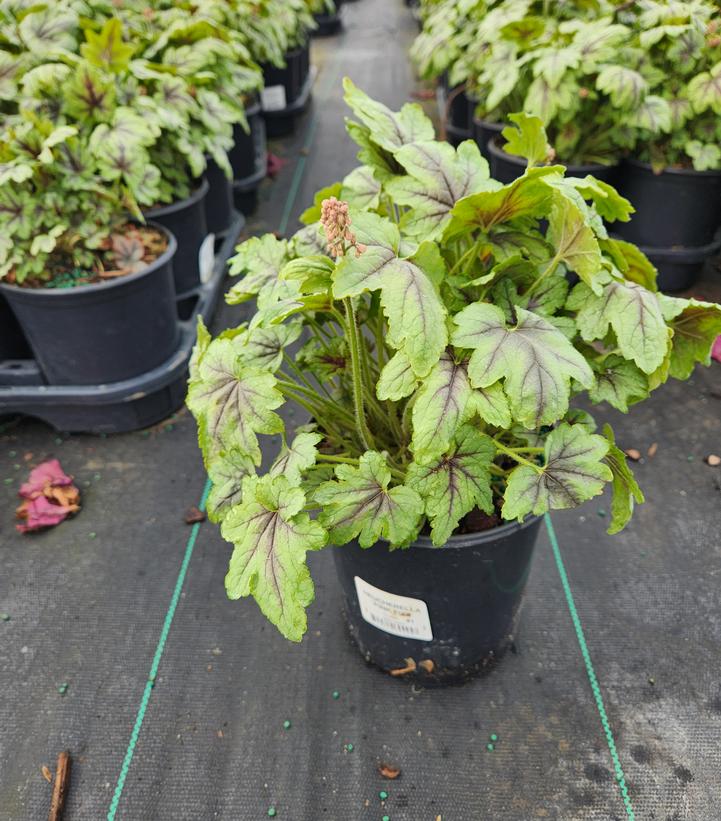 Heucherella 'Pink Fizz'