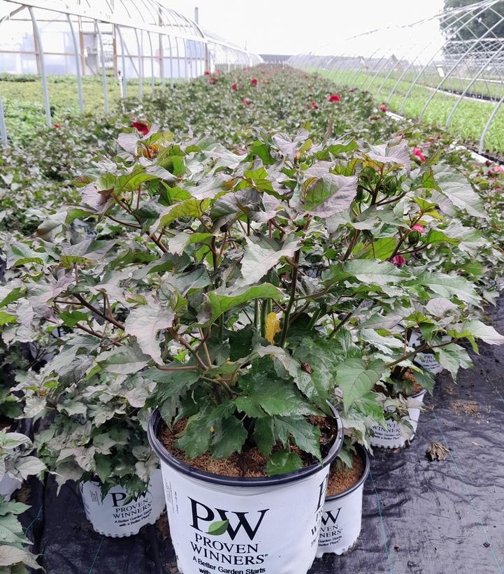 Hibiscus hybrid Summerific® 'Valentine's Crush'