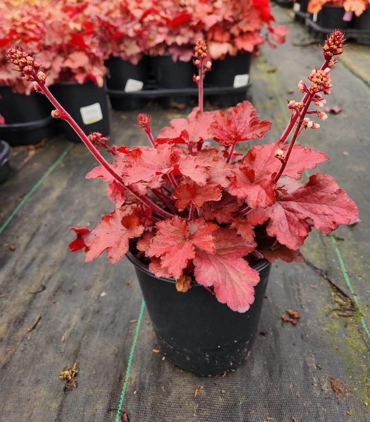 Heuchera Forever® Red