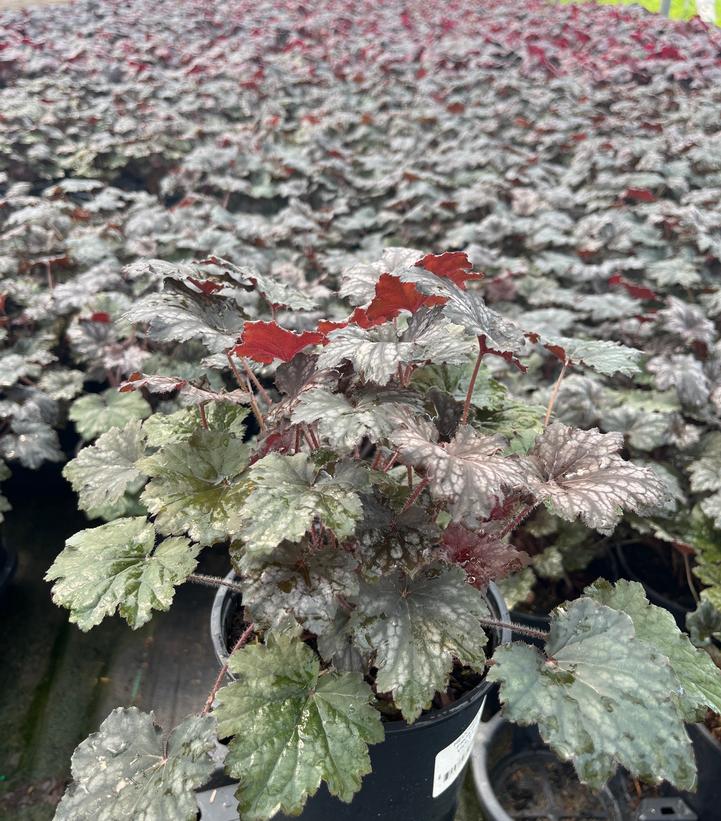 Heuchera Frosted Violet