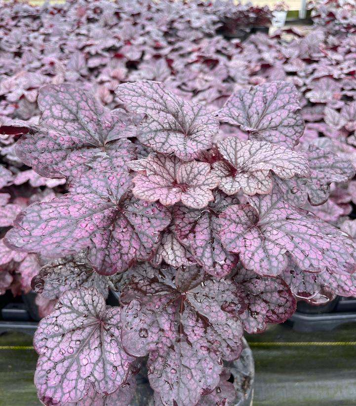 Heuchera Grape Expectations