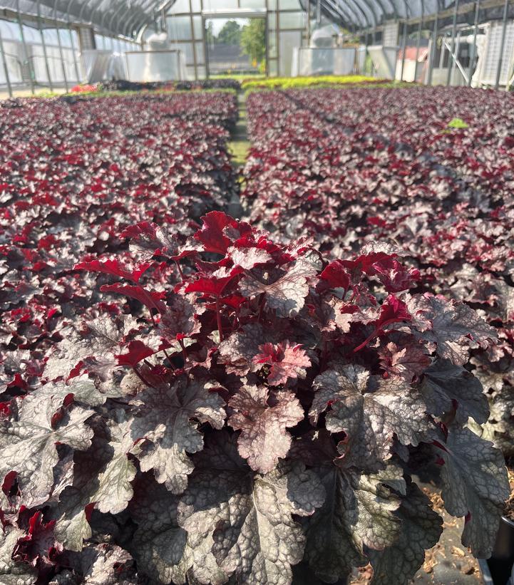 Heuchera 'Plum Pudding'