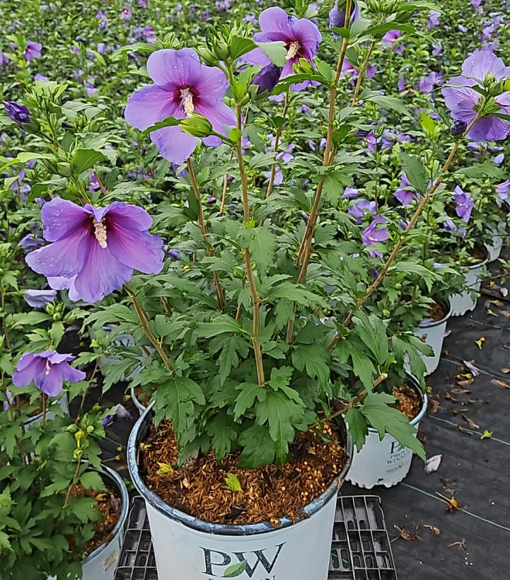 Hibiscus x Paraplu Violet®