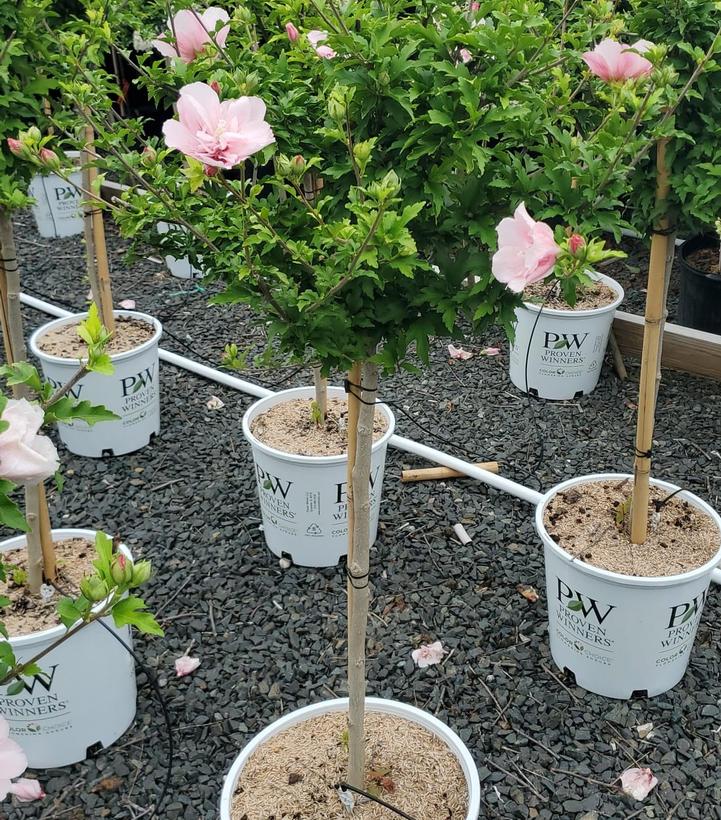 Hibiscus syriacus Pink Chiffon®