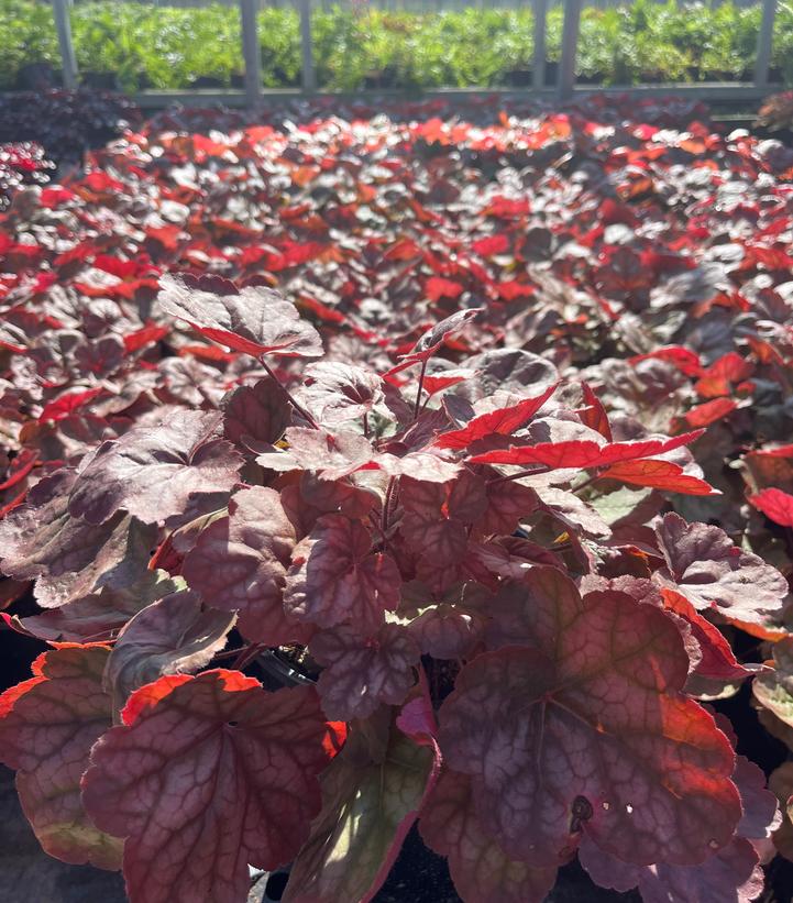 Heuchera Apricot