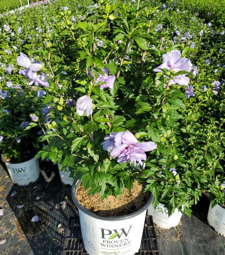 Hibiscus syriacus Blue Chiffon®