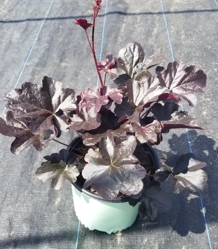 Heuchera Obsidian