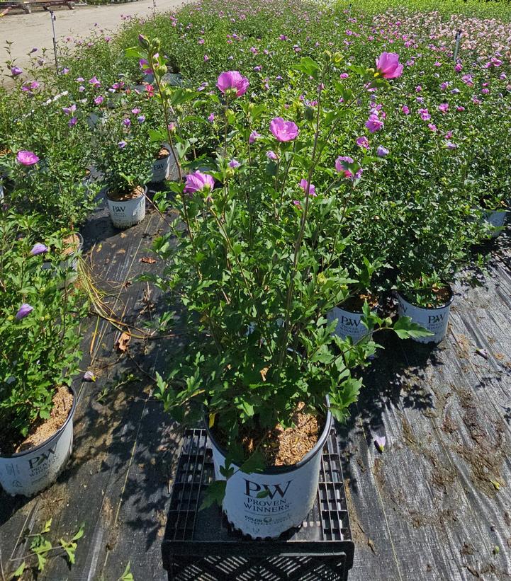 Hibiscus syriacus Dark Lavender Chiffon®