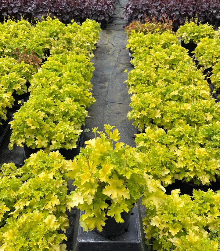 Heuchera 'Lime Marmalade'