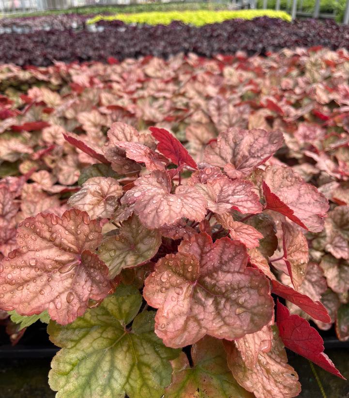 Heuchera Apricot