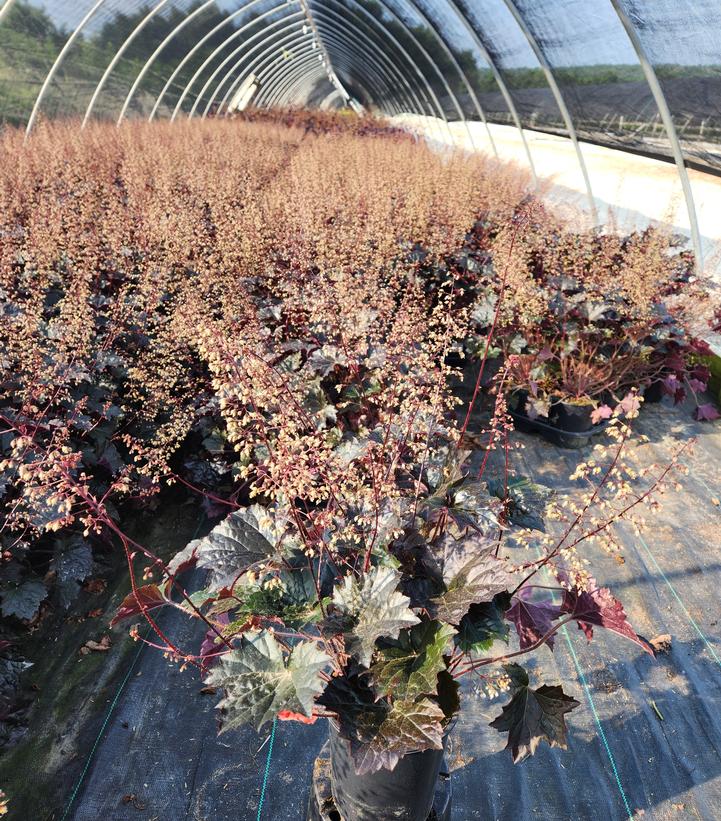 Heuchera villosa 'Blackout'