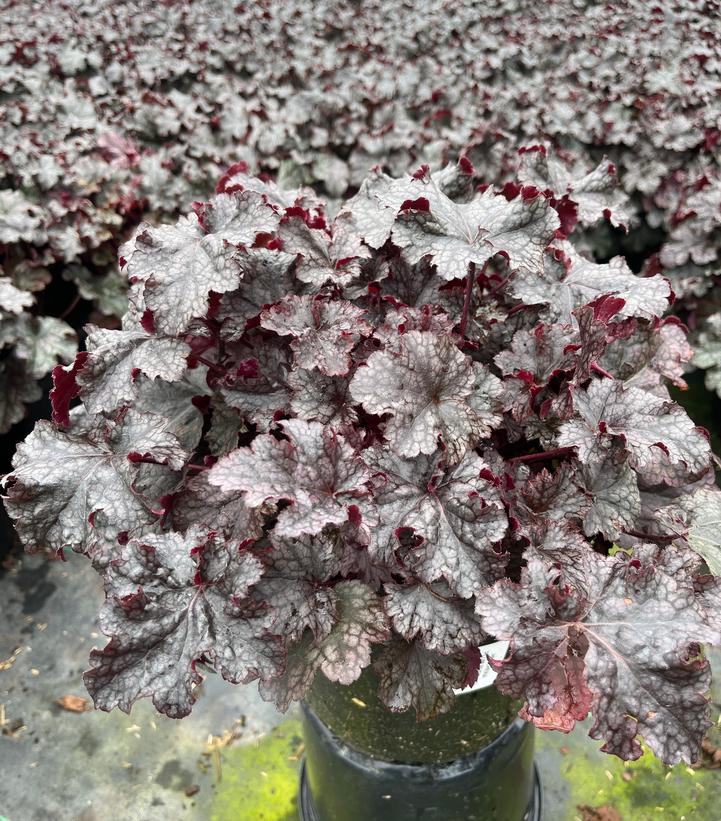 Heuchera 'Plum Pudding'