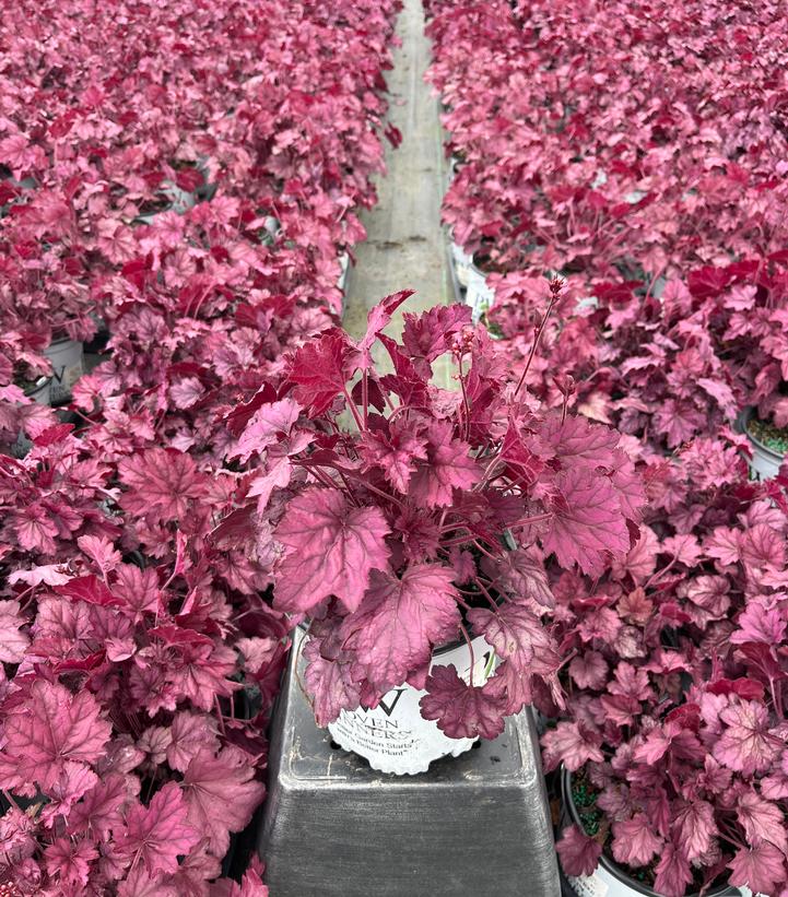 Heuchera Primo™ 'Wild Rose'