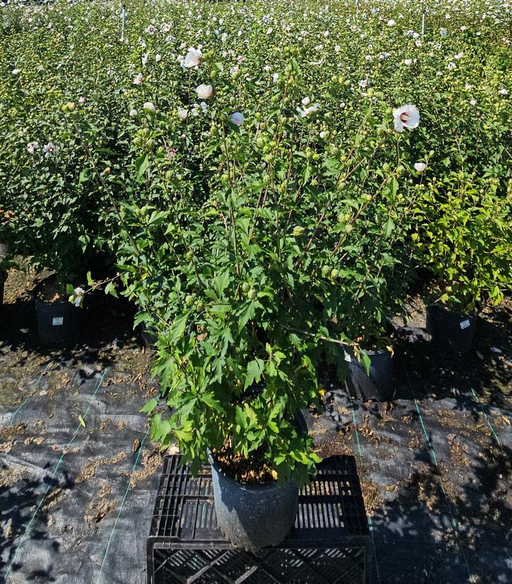 Hibiscus syriacus Red Heart