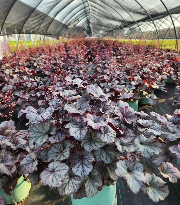 Heuchera Northern Exposure™ Silver