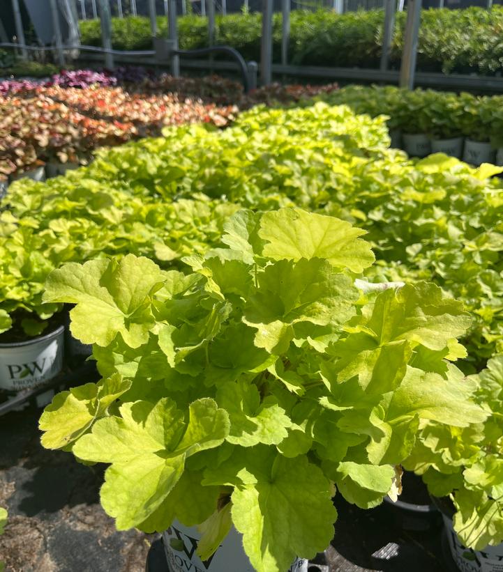 Heuchera Primo® Pistachio Ambrosia