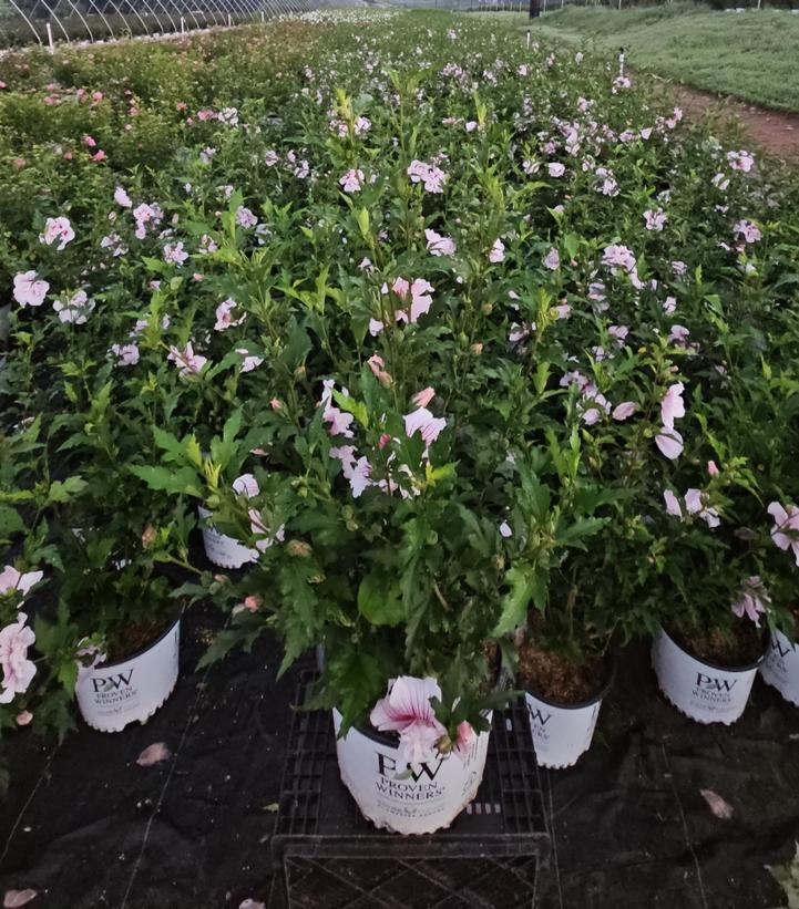 Hibiscus syriacus Starblast Chiffon™