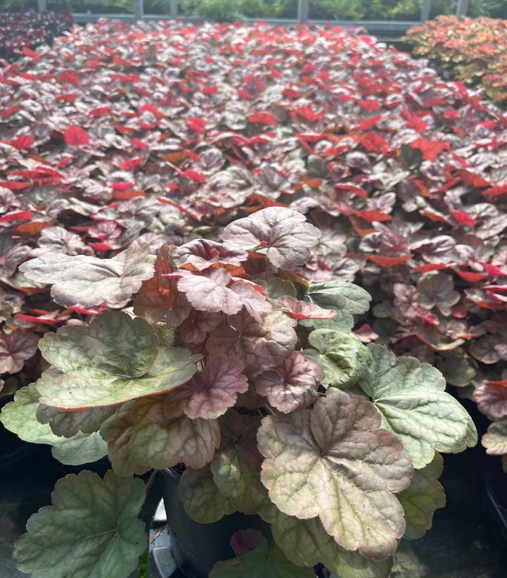 Heuchera Apricot