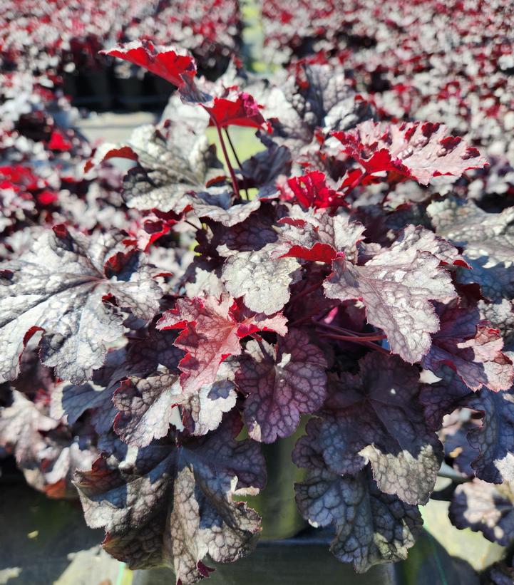 Heuchera 'Plum Pudding'