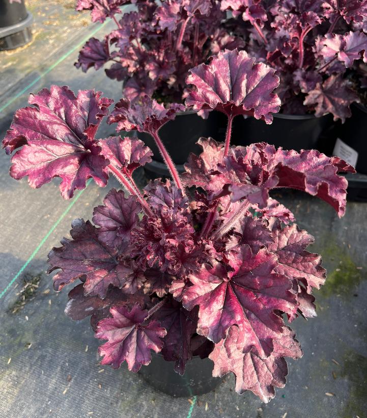 Heuchera x Forever® Purple