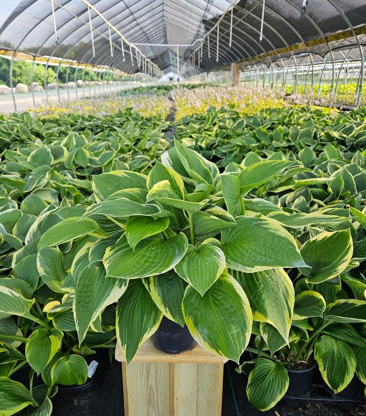 Hosta Fortunei Aureo-Marginata