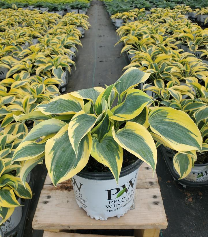 Hosta hybrid Shadowland® Shadowland® Autumn Frost