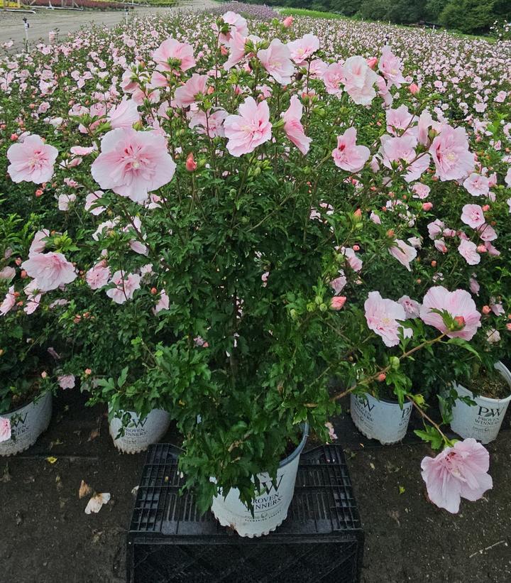 Hibiscus syriacus Pink Chiffon®