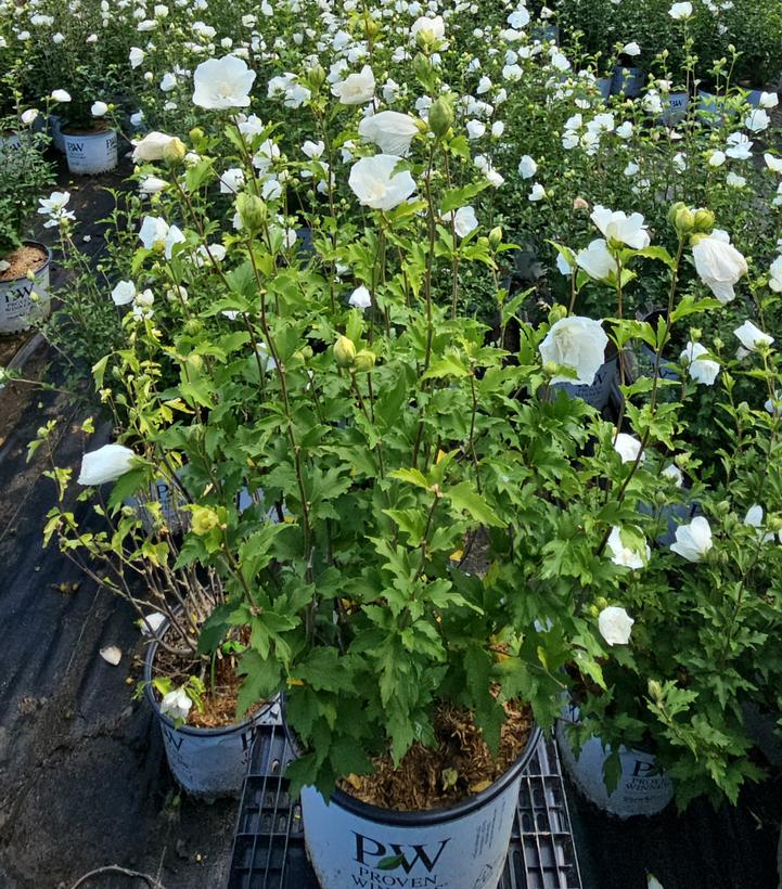 Hibiscus syriacus White Chiffon®