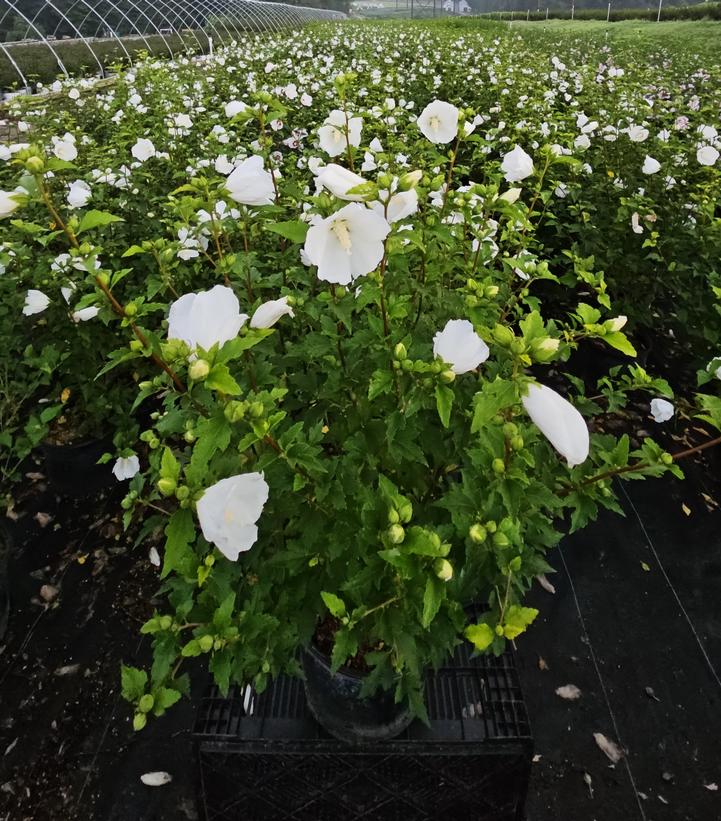 Hibiscus syriacus 'Diana'