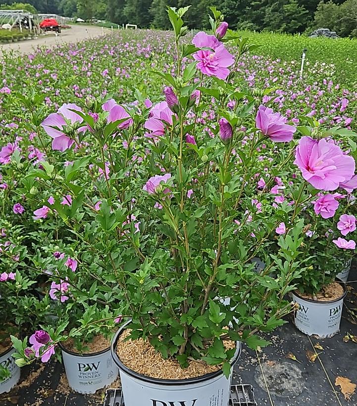 Hibiscus syriacus Dark Lavender Chiffon®