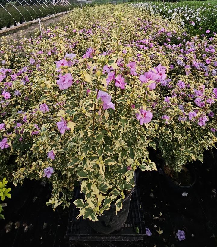 Hibiscus syriacus 'Showtime'