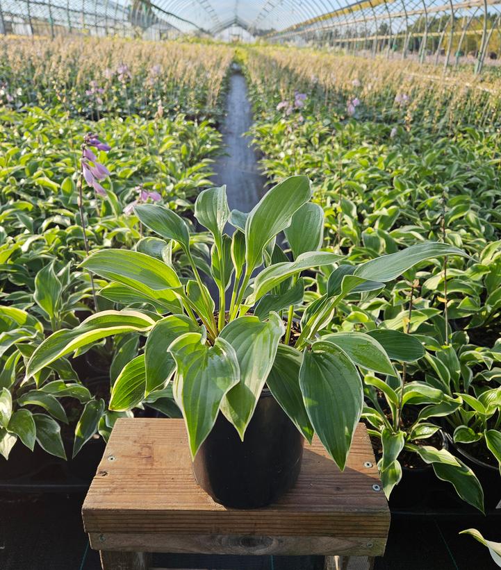 Hosta 'Tambourine'