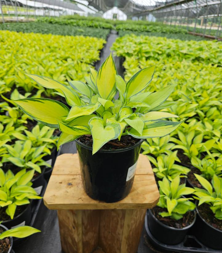 Hosta tardiana June