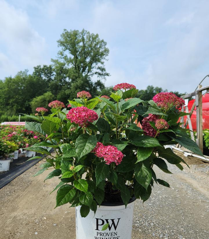 Hydrangea arborescens Invincibelle® Invincibelle® Ruby