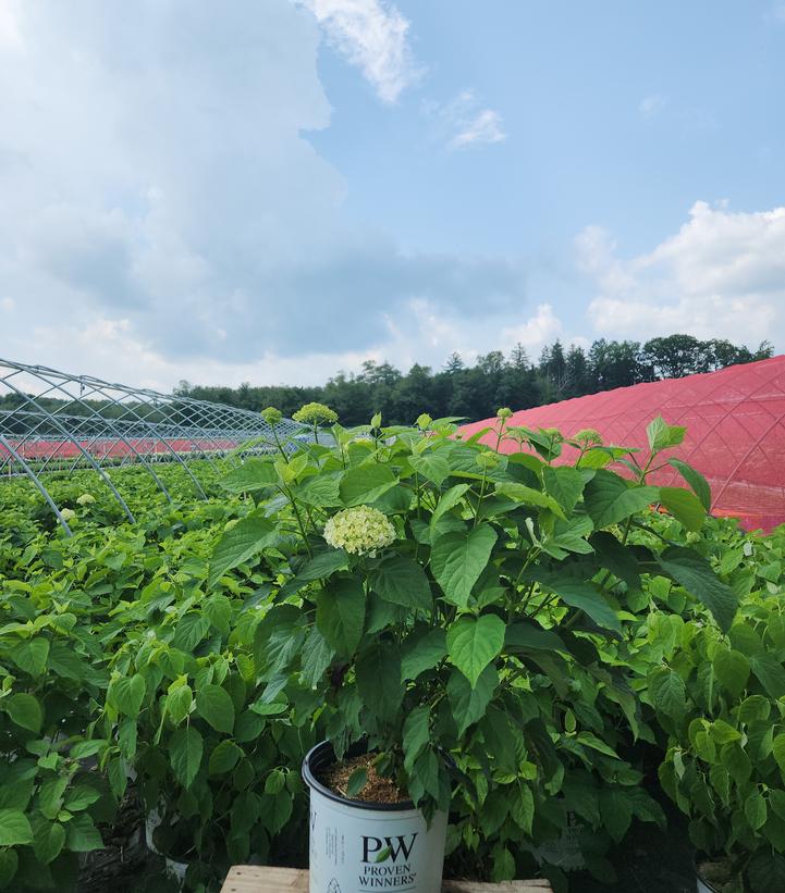 Hydrangea arborescens Incrediball® Incrediball®