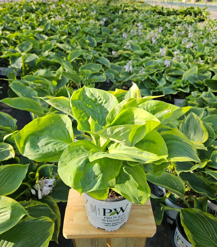 Hosta hybrid Shadowland® Shadowland® Wu-La-La