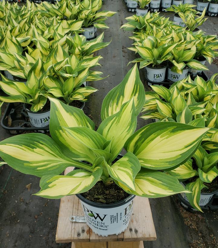 Hosta hybrid Shadowland® 'Miss America'