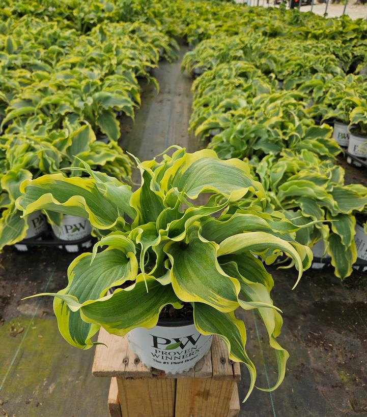 Hosta Shadowland® 'Voices in the Wind'