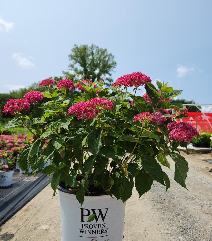 Hydrangea arborescens Invincibelle® Invincibelle® Ruby