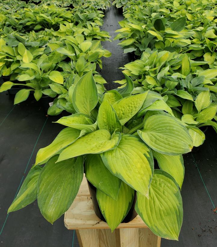 Hosta 'Gold Standard'