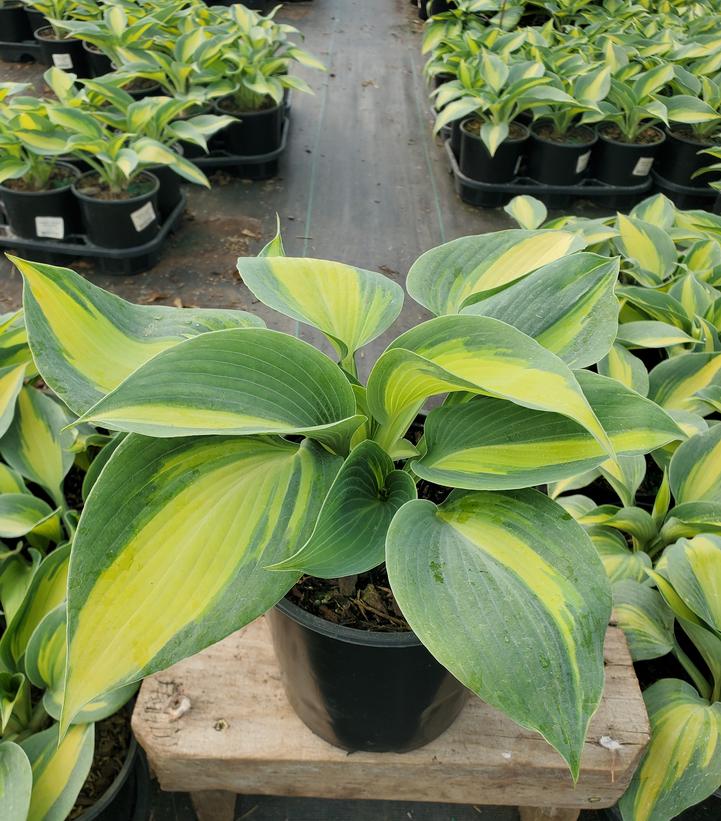 Hosta 'Touch of Class'