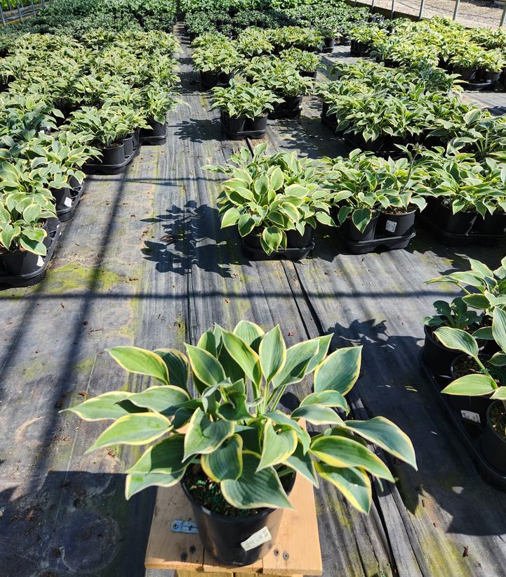 Hosta First Frost