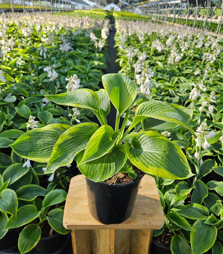 Hosta Frances Williams