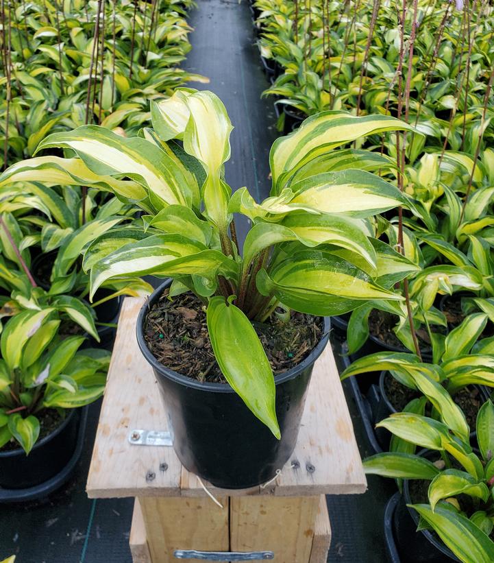 Hosta 'Island Breeze'