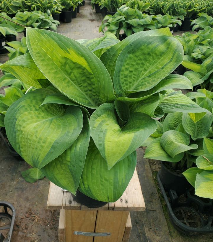 Hosta Pauls Glory