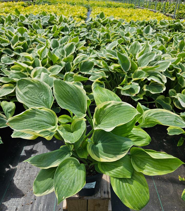 Hosta 'Tambourine'