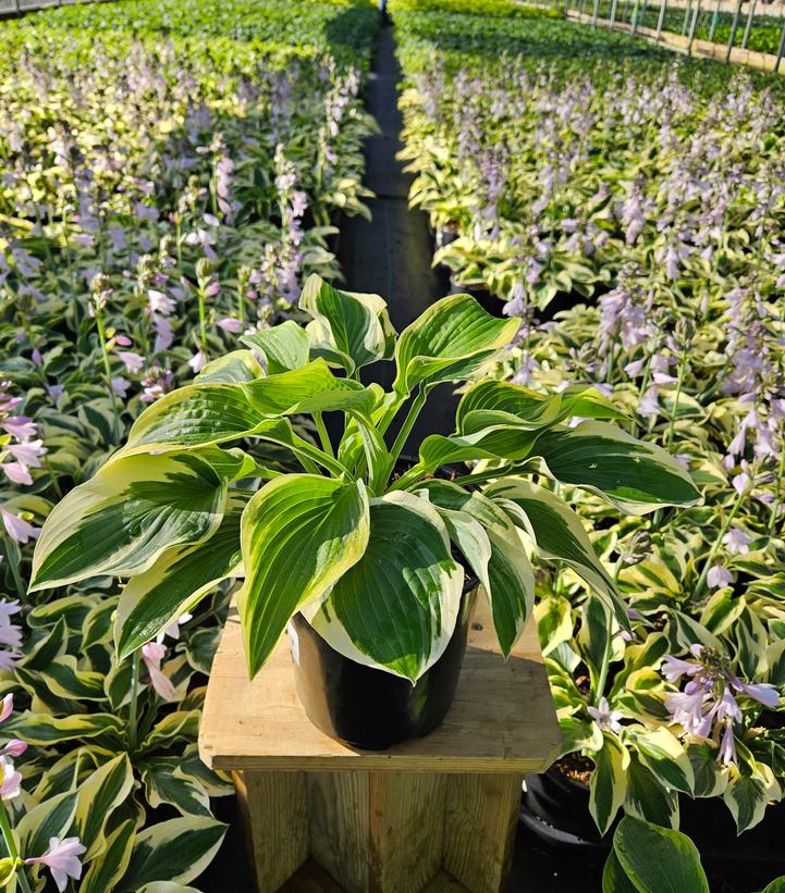 Hosta Wide Brim