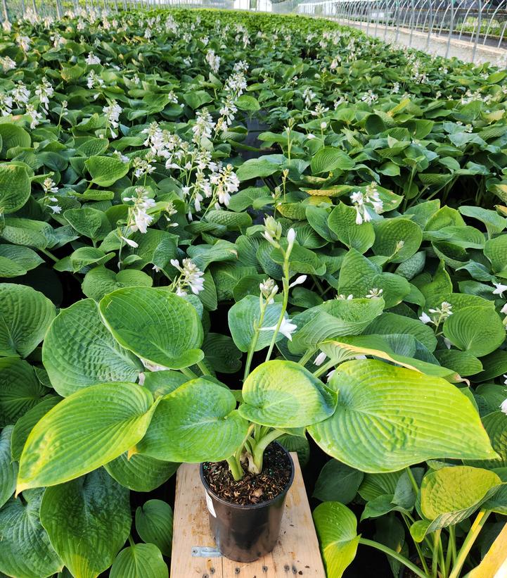 Hosta sieboldiana Elegans