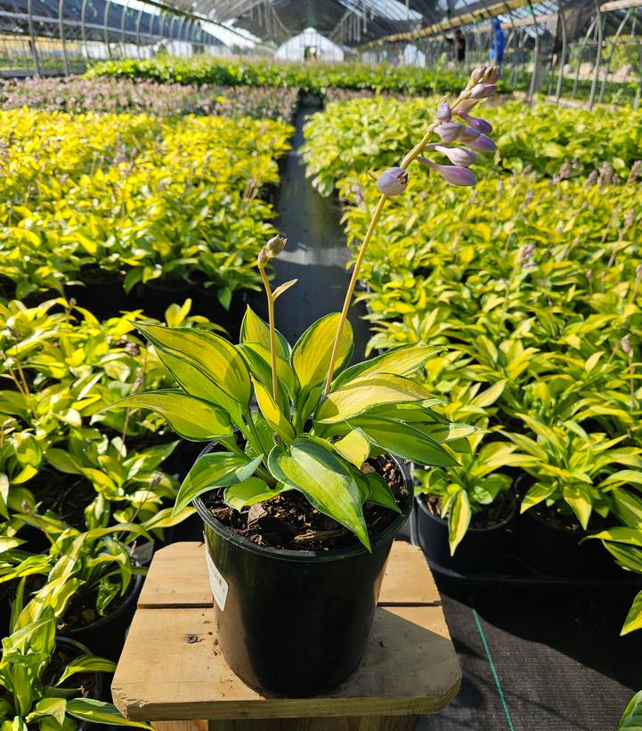 Hosta tardiana June